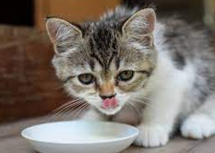 10 Tips Meningkatkan Nafsu Makan Kitten, Bisa Buat Kucing Gemuk dan Sehat