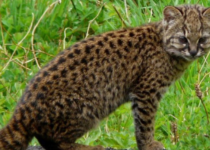 Mengenal Guigna, Spesies Kucing Liar Mungil dari Amerika