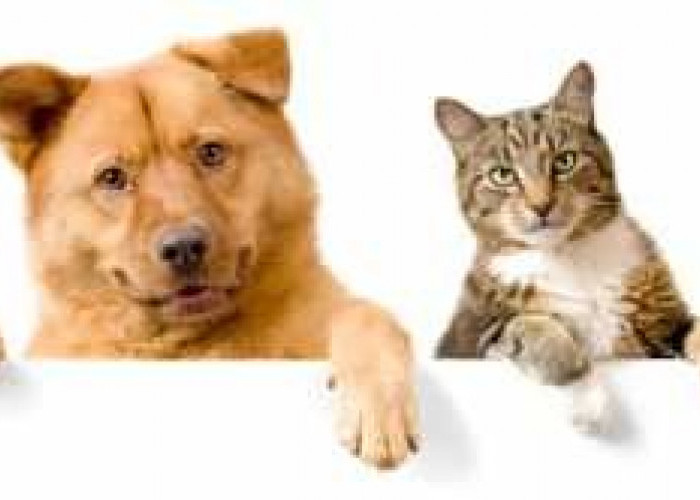 Inilah Perbedaan Antara Cat Lovers dan Dog Lovers Jika Dilihat Dari Kepribadiannya