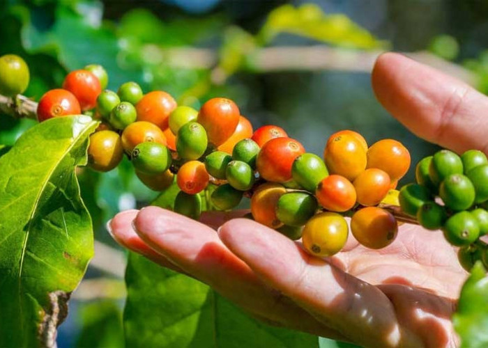 Kuota Bibit Kopi Gratis Bengkulu Tengah untuk 500 Hektare, Baru 3 Poktan yang Mengajukan Proposal