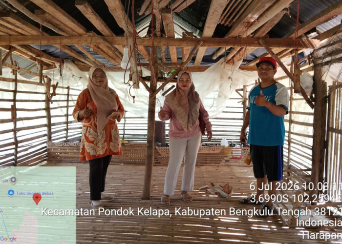 Gunakan Sistem Bertahap, BUMDes Maju Bersama Desa Harapan Pasok 500 Bibit Ayam Pedaging