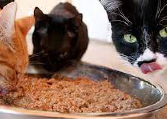 Makanan Sehat untuk Kucing Kampung, Cukup Pakai Daging Ayam dan Ikan Tuna, Ini Resepnya