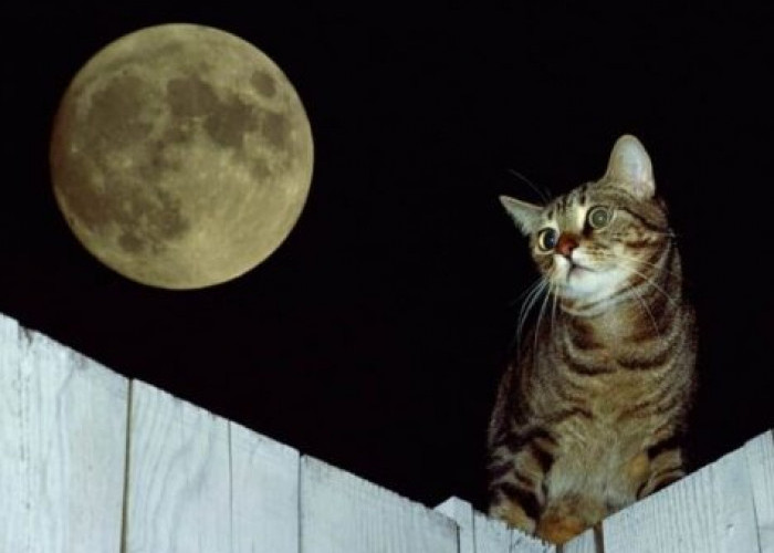 Terungkap! Inilah 4 Alasan yang Menyebabkan Kucing Aktif Bersuara di Malam Hari
