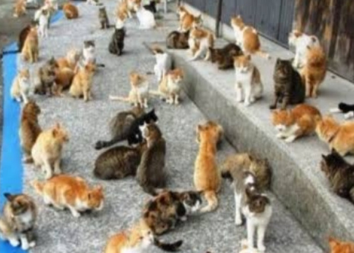 9 Cara yang Bisa Dilakukan untuk Mengendalikan Populasi Kucing
