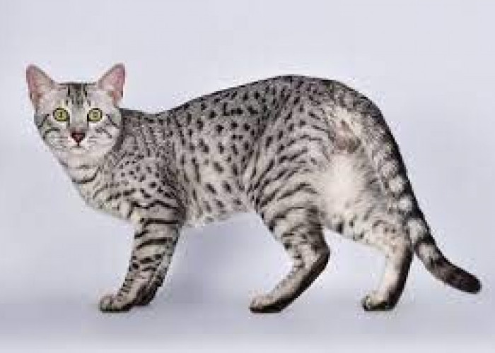 Ras Kucing Ini Termasuk Paling Kuno di Dunia, Sudah Ada Sejak Ribuan Tahun Lalu
