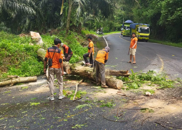 Waspada! Pohon Tumbang dan Tanah Longsor Terjadi di 3 Titik Kawasan Jalan Lintas Liku Sembilan Bengkulu Tengah