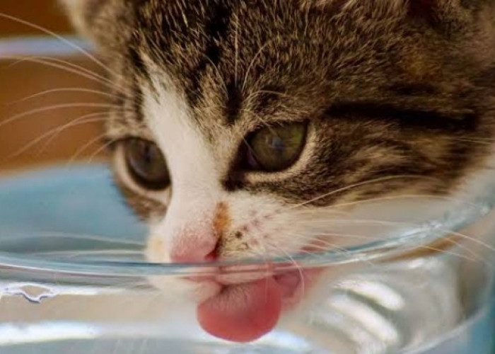 Kucing Tidak Langsung Minum Setelah Makan, Ini Alasannya 