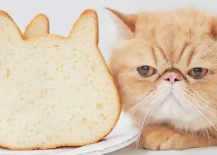 Kucing Dikasih Makan Roti, Gak Bahaya Ta? Cat Lovers Wajib Tahu!