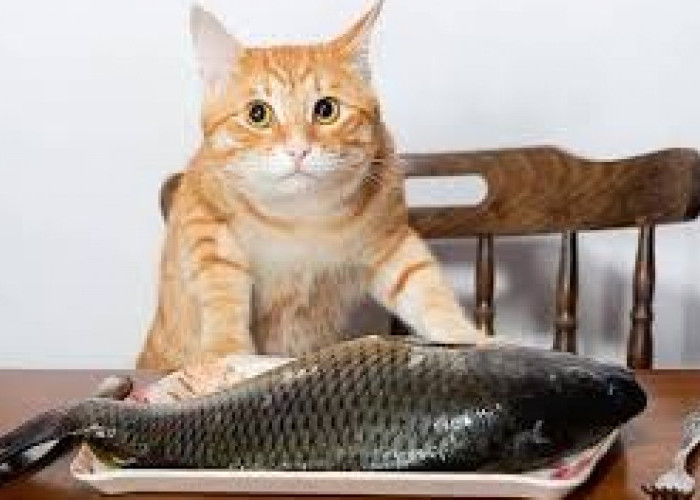 Ternyata Kucing Kampung Tidak Boleh Diberi Makan Ikan Sembarangan, Benarkah?