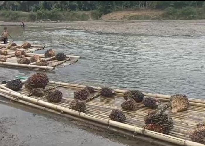 Jembatan Putus Berdampak Pada Ongkos Angkut Hasil Panen Sawit, Petani Gunakan Ini untuk Seberangi Sungai