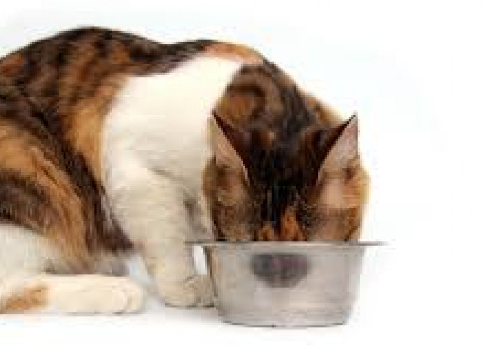 Resep Sederhana Membuat Pakan Kucing Sehat dan Lezat dari Bahan Sayuran