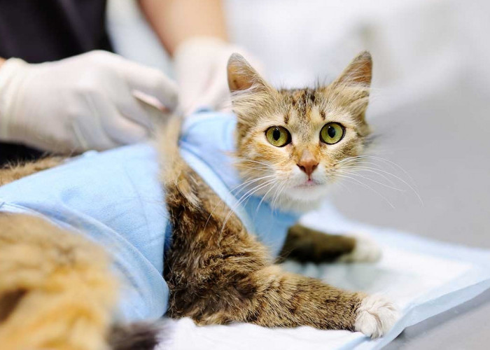Apakah Sterilasi Kucing dan Pemberian Pil KB pada Manusia Sama? Ini Penjelasannya