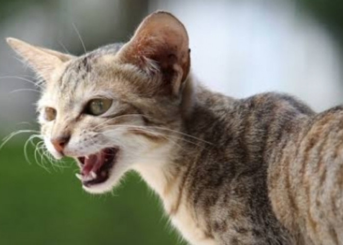 Cat Lovers Harus Tahu Nih, Jenis-Jenis Suara Kucing dan Artinya Biar Tak Gagal Paham 