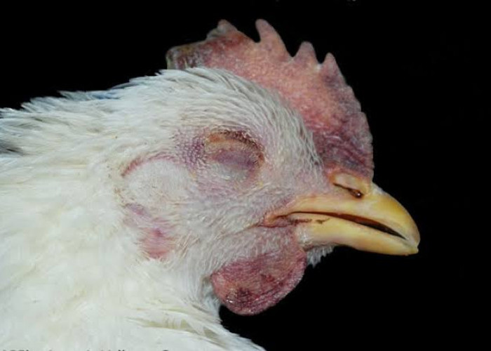 Kenali Penyakit Flu Burung Baru, Jangan Sampai Tertular 