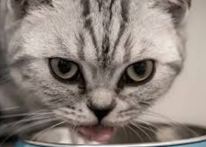Kucing Kehilangan Nafsu Makan? Tak Perlu Khawatir, Coba Resep Ramuan Alami Ini, Sederhana dan Mudah Dibuat