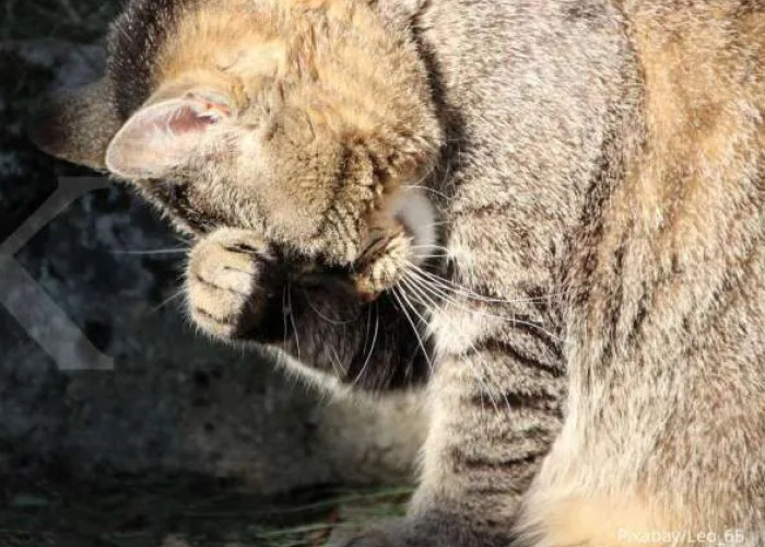 Kucing Mengalami Muntah Darah, Jangan Buru-buru Panik! Ketahui Dulu Penyebab dan Lakukan Pertolongan Pertama