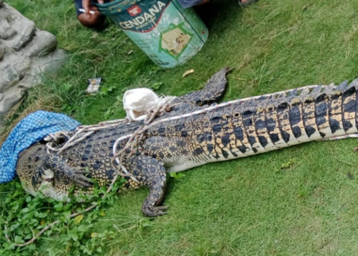 HEBOH! Buaya Sepanjang 2,5 Meter Tersangkut Jaring Nelayan Pondok Kelapa, Ini Penampakannya