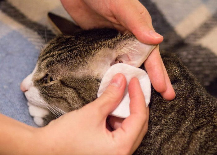Apa yang Dimaksud dengan Ear Mites pada Kucing? Penjelasan Lengkap Penyebab, Gejala, Pengobatan dan Pencegahan