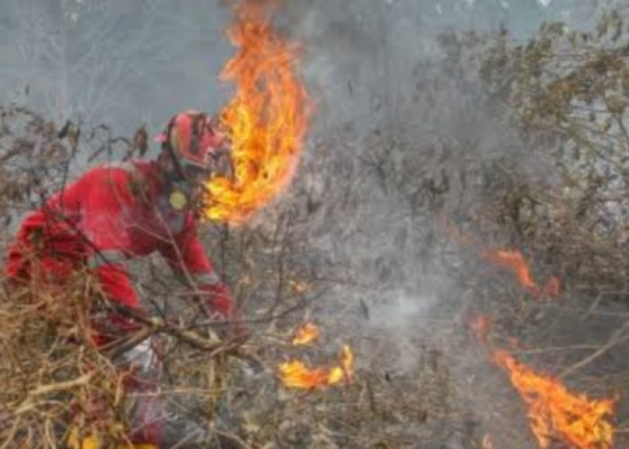 Terdeteksi 6.659 Titik Panas, 80 Persen Berpeluang Jadi Titik Api, 6 Provinsi Ini Prioritas Penanganan