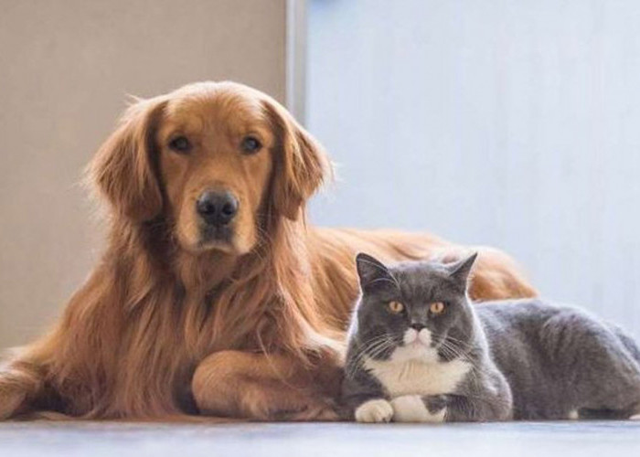 Waspada! Cacing Parasit dari Kucing dan Anjing Bisa Mengancam Kesehatan Keluarga, Ini Kata Ahli