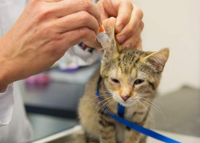 Bingung Memilih Obat Tetes Telinga untuk Kucing? Berikut Rekomendasinya