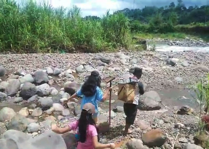 Jembatan Gantung Putus, Petani Taba Penanjung Terpaksa Jalan Kaki Seberangi Sungai