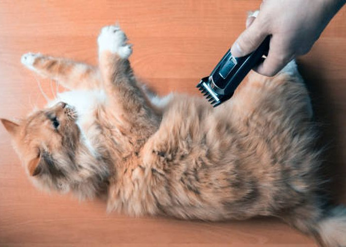 Jangan Sembarangan Mencukur Bulu Kucing, Kenali Dulu Risikonya