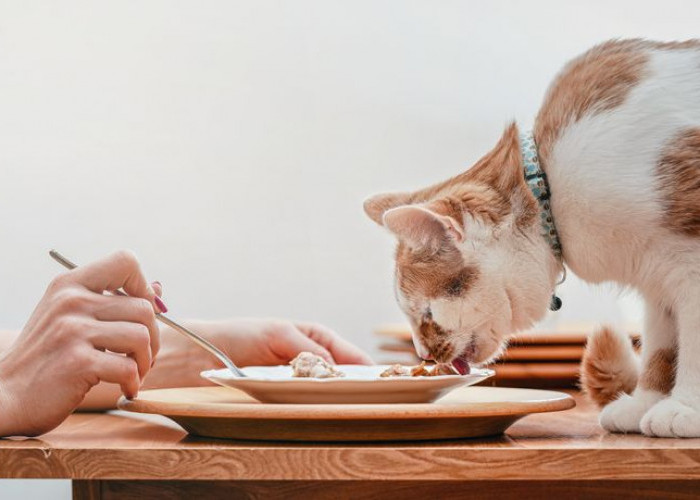 Apakah Makanan yang Dijilati Kucing Dapat Dianggap Najis? Simak Penjelasan Dalam Konteks Agama dan Individu