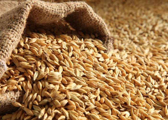 Barley Baik Untuk Diet? Berikut 7 Manfaat Barley