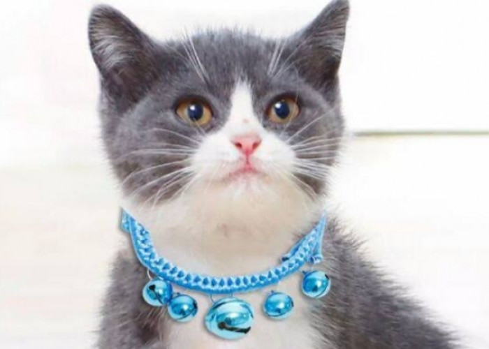 Tips Memilih Kalung yang Tepat untuk Kucing
