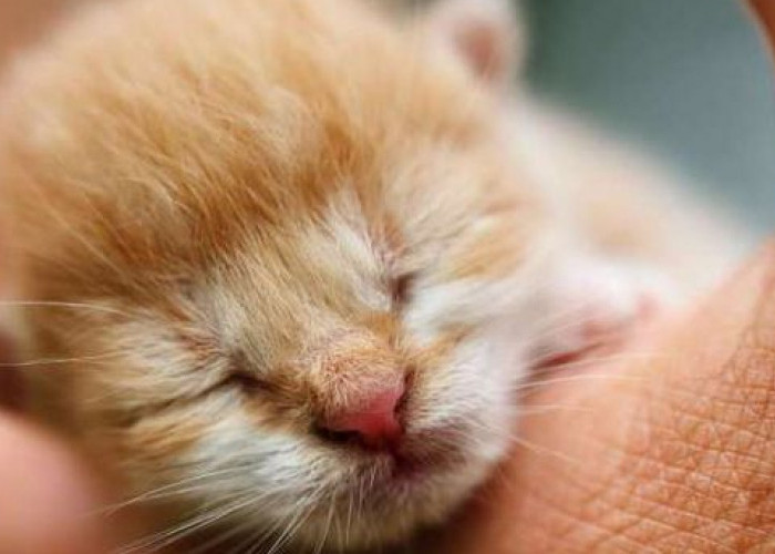 5 Masalah Kesehatan yang Paling Rentan Menyerang Kitten Tanpa Induk, Apa Saja?