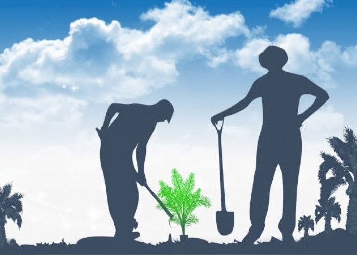 Eks Lahan Tambang di Bengkulu Tengah Ditanami Sawit dan Diduga Sempat Diperjualbelikan