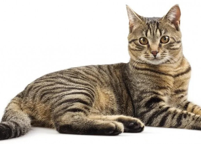 Keunikan Corak Bulu Kucing Tabi, Sering Disebut Harimau Versi Mungil