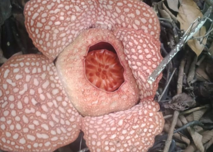 Bunga Rafflesia Tumbuh Mekar di Kebun Karet Warga Lagan Bungin