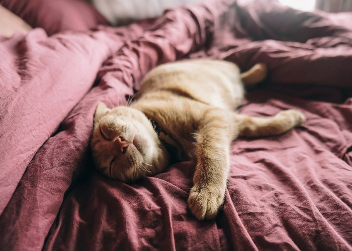 Amankah Mengajak Kucing Tidur di Kasur? Ini Pertimbangan yang Harus Diperhatikan