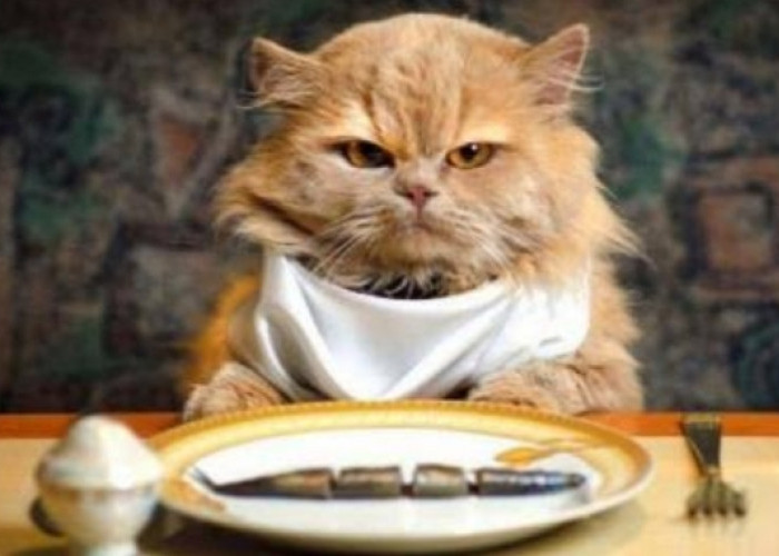Rekomendasi Makanan Kucing yang Sehat serta Pola Makan yang Ideal, Cat Lovers Wajib Tahu 