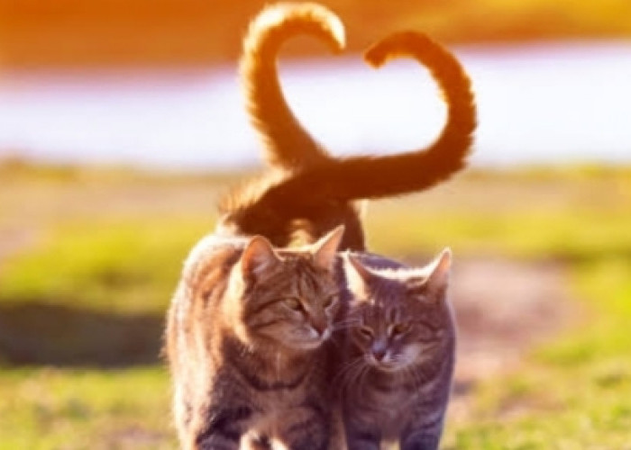 Ekor Kucing: Ukuran, Bentuk dan Arti di Balik Gerakannya