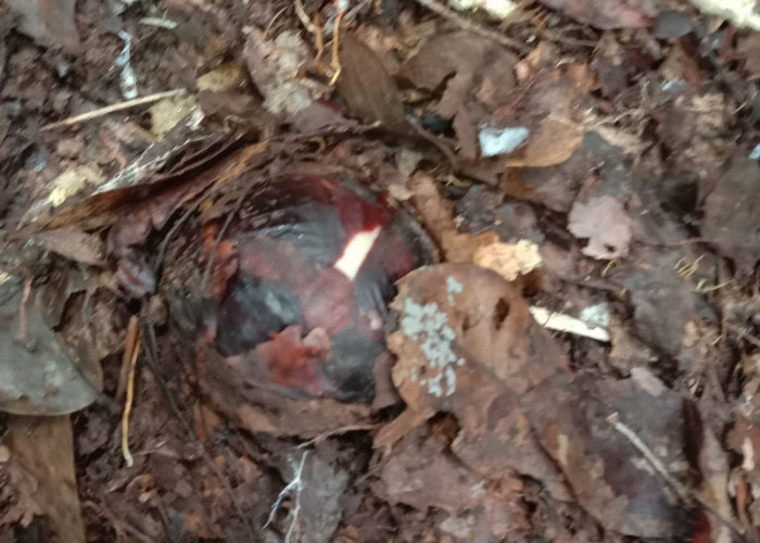 Kabar Gembira, Rafflesia Arnoldii Diprediksi Kembali Mekar di Liku Sembilan Mei Mendatang