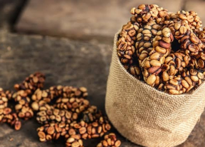 Rahasia Kopi Luwak Terungkap! Lebih Sehat dari Kopi Biasa?