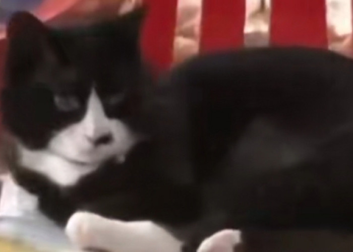 Balas Kebaikan Orang yang Merawatnya, Kucing dengan Kumis Sebelah Ini Bekerja sebagai Penjaga di Toko