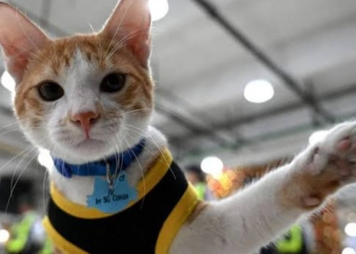 Mantul! Kucing Satu Ini Tergabung dalam Tim Keamanan Gedung Perkantoran Worldwide Corporate Center