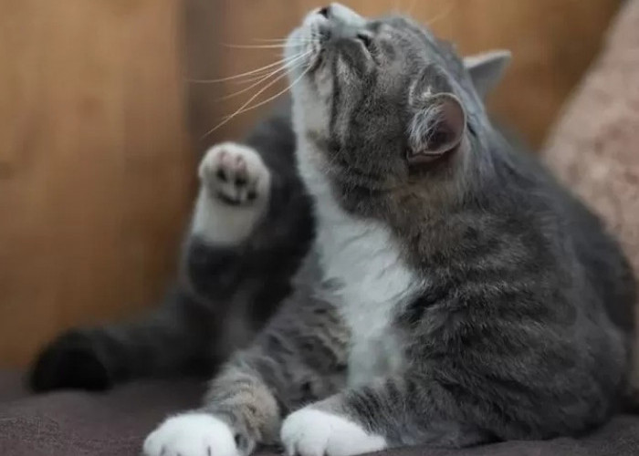 Benarkah Kapur Ajaib Bisa untuk Membasmi Kutu pada Kucing? Ini Penjelasannya