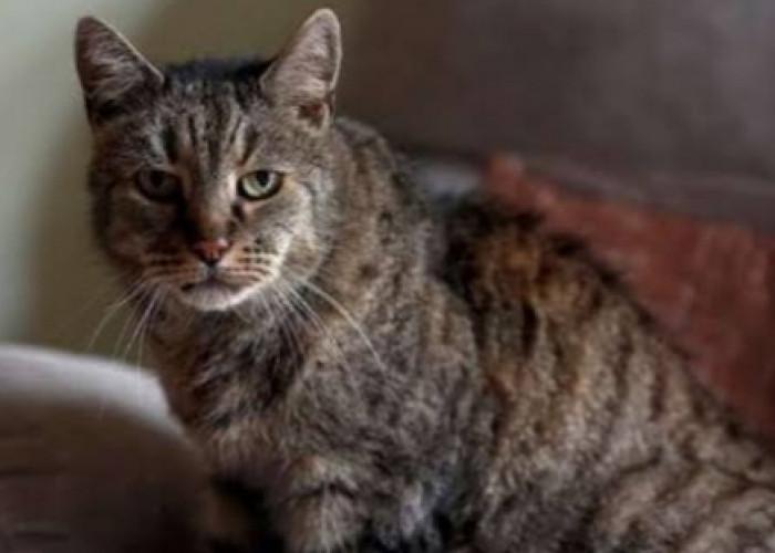 Ini Dia Kucing Tertua di Dunia, Mati di Usia 32 Tahun, Apa Rahasianya?