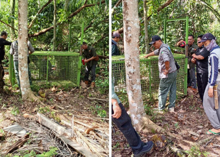 BKSDA Bertindak! Perangkap Beruang Dipasang Usai Petani Karet di Bengkulu Tengah Diserang