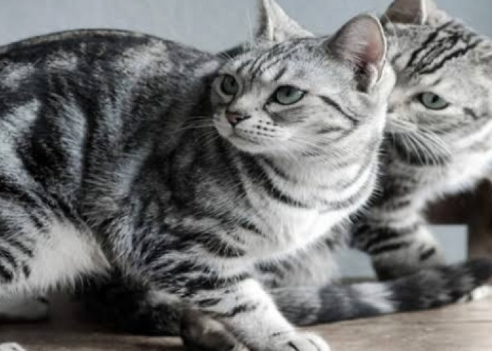 10 Ras Kucing yang Terkenal Piawai Berburu Tikus, Yakin Gak Mau Pelihara?