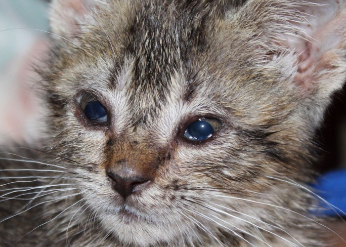 Mata Kucing Peliharaan Sering Berair,  Pahami Penyebab dan Cara Perawatannya