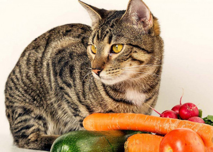 Solusi Nutrisi Sehat, Inilah 10 Buah dan Sayuran yang Aman Dikonsumsi Kucing
