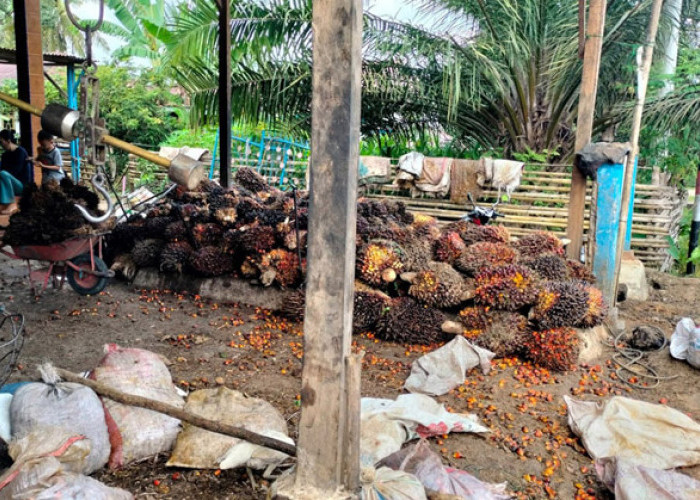 Petani Sawit Bengkulu Tengah Mulai Tersenyum, Harga TBS Berangsur Membaik