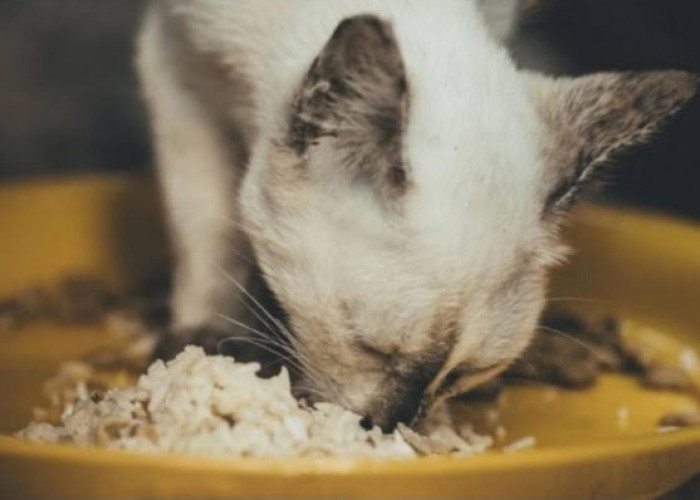 Bolehkah Kucing Persia Diberi Makan Nasi, Simak Penjelasannya 