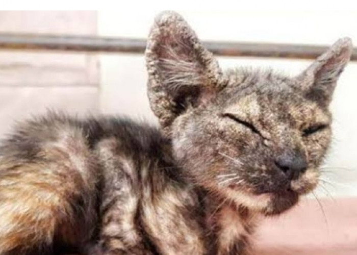 Jangan Anggap Remeh Scabies, Salah-Salah Kucing Peliharaan Bisa Mati